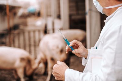 Россия готова предоставить ЕС до 5 тысяч доз вакцины от COVID-19 для животных Россия готова предоставить ЕС до 5 тысяч доз вакцины от COVID-19 для животных