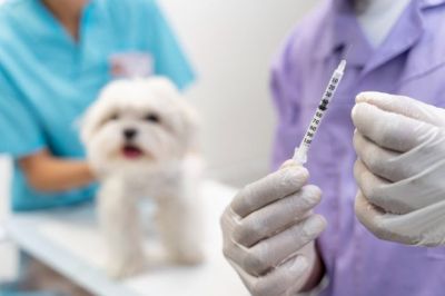 Россельхознадзор не будет переносить сроки ввода ветпрепаратов в оборот по новым правилам