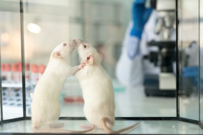 FDA откажется от испытаний препаратов на животных FDA откажется от испытаний препаратов на животных