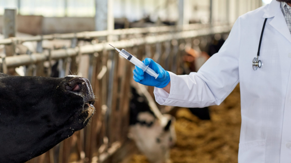 Роспотребнадзор предлагает ввести МДУ для ветпрепаратов в пищевой продукции